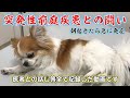 【悲報】急に首が傾き真っ直ぐ歩けなくなった犬【シニア犬チワワ】【前庭疾患】