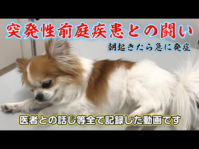 音がなるわんこ 相変わらず変な音がする犬。 カエルでも口の中で飼っているのか