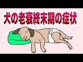 犬の老衰終末期の症状について獣医師が解説