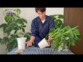 【すぐできる！】観葉植物の植え替え方法