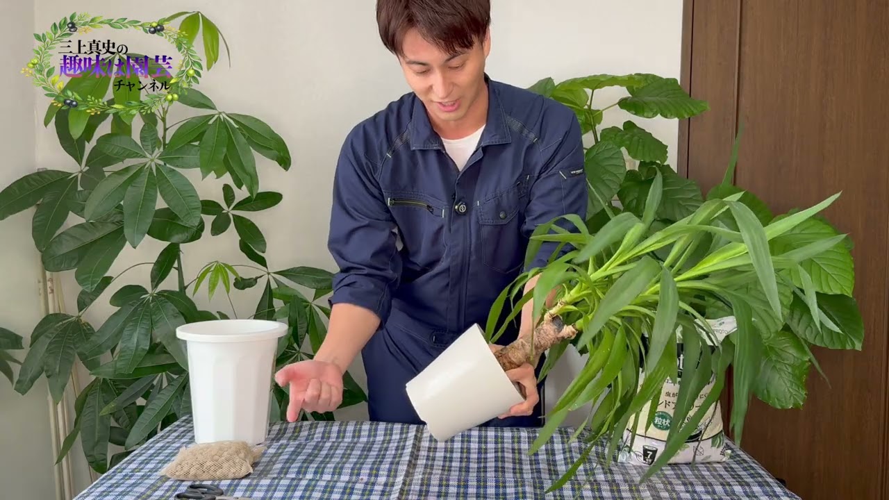 【すぐできる！】観葉植物の植え替え方法