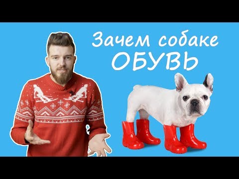 Обувь для собак. Необходимость или прихоть?