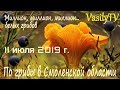 🌲По грибы в Смоленской области 11 июля 2019 г🌲Миллион, миллион, миллион… белых грибов