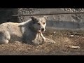 "Бродячие собаки убивают домашних животных бийчан" (Будни, 11.04.17г., Бийское телевидение)