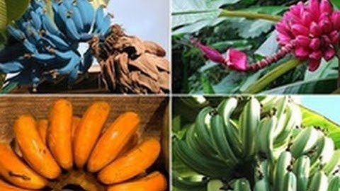 Những giống chuối kỳ lạ nhất thế giới có thể bạn chưa được nhìn thấy