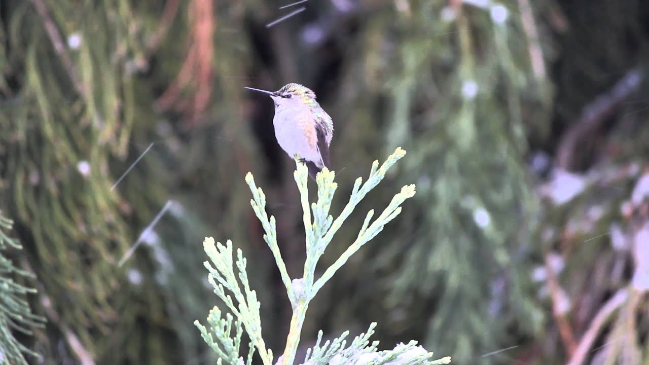Hummingbird in the snow 2014 - YouTube