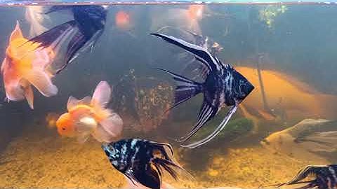 CHO CÁ CHÉP PHI TẦN, CÁ BA ĐUÔI ORANDA VÀ CÁ ÔNG TIÊN ĂN TỐI