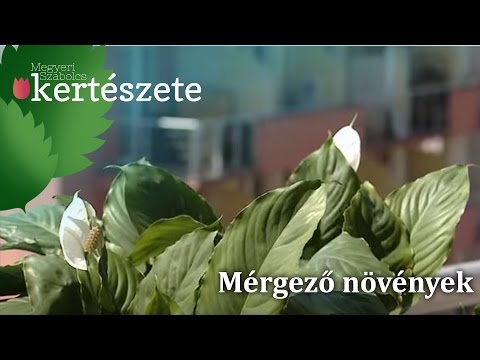 Videó: Mérgező Növények Kutyáknak