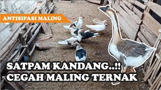 MALING ENTOK..!!! Antisipasi Maling dikandang Ternak | Kandang Surya Farm Rembang / Muscovy Duck