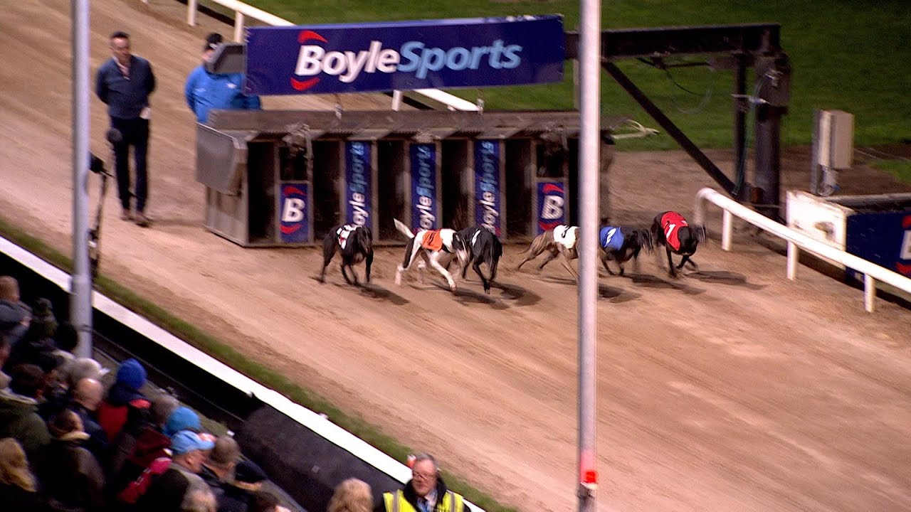 2024 BoyleSports Irish Greyhound Derby Consolation and Derby Plate