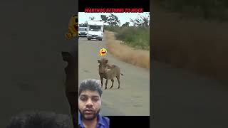 Leopard Fails... Warthog Gets the Last Laugh😔#trending#animals#leopard#wildlife#nature#warthog