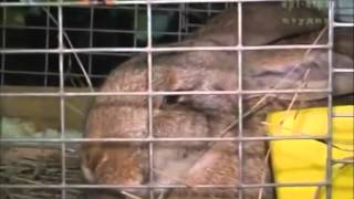 Обзорное видео кролики на выставке Рябушка
