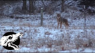 coyote hunting - calling winter coyotes