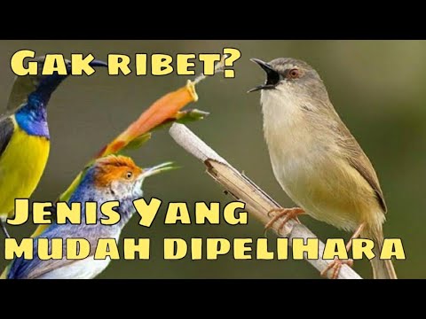 7 JENIS BURUNG YANG MUDAH DIRAWAT DAN DIPELIHARA 