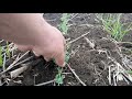 13.04.2019 Две товарные культуры ! Горох+ячмень! NO-TILL!