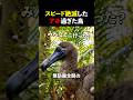 スピード絶滅したアホ過ぎた鳥#雑学#バズ#海外#shorts