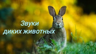 Звуки диких животных.