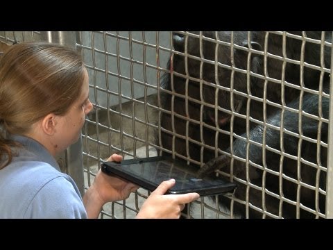 Chimpanzees use iPads!