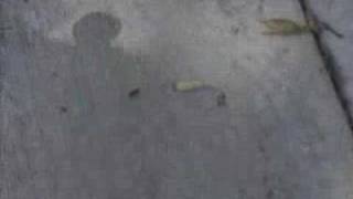 How to track Carpenter Ant Trails and Dust nests. https://bugspray.com/article/carpenter-ant-control