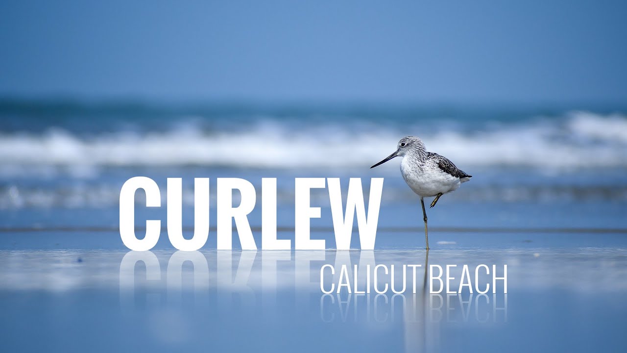 Curlew Birds @ Calicut Beach 