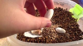 Incubating crested gecko eggs