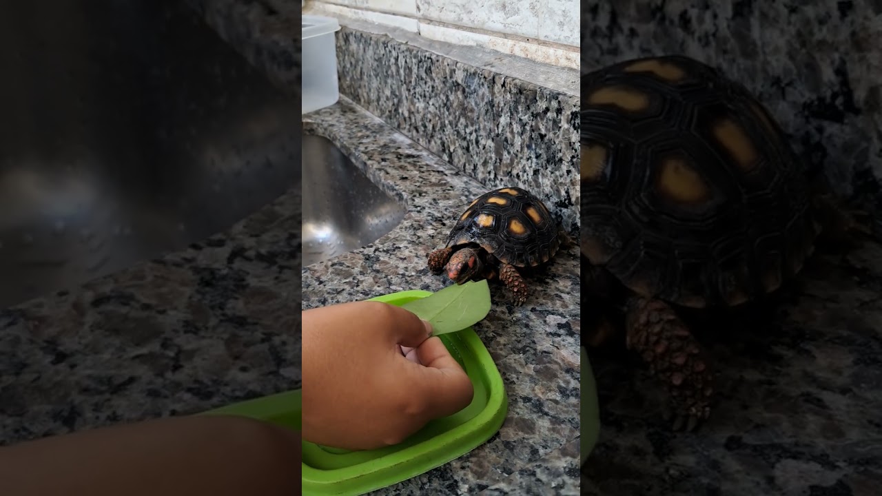 Brincando com minha tartaruga de estimação 