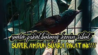 suara konin gacor@jahid channel