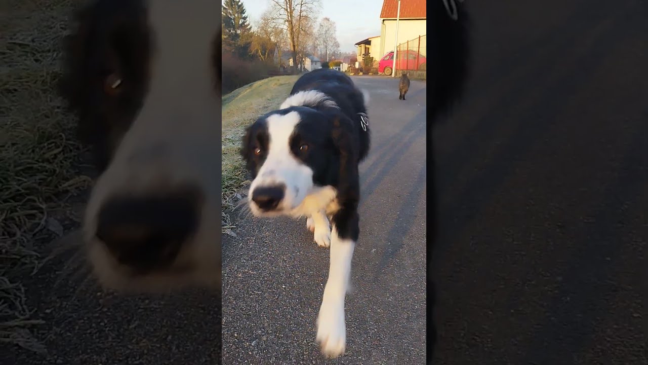 Charlie a kámoš kocourek  