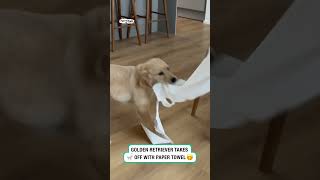 Retriever takes off with paper towel 🤣 (🎥: ViralHog)