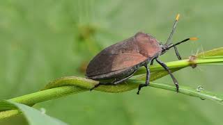 The Insect In The Image Is A Brown Marmorated Stink Bug यह एक दनध वल कड Stink Bug ह.