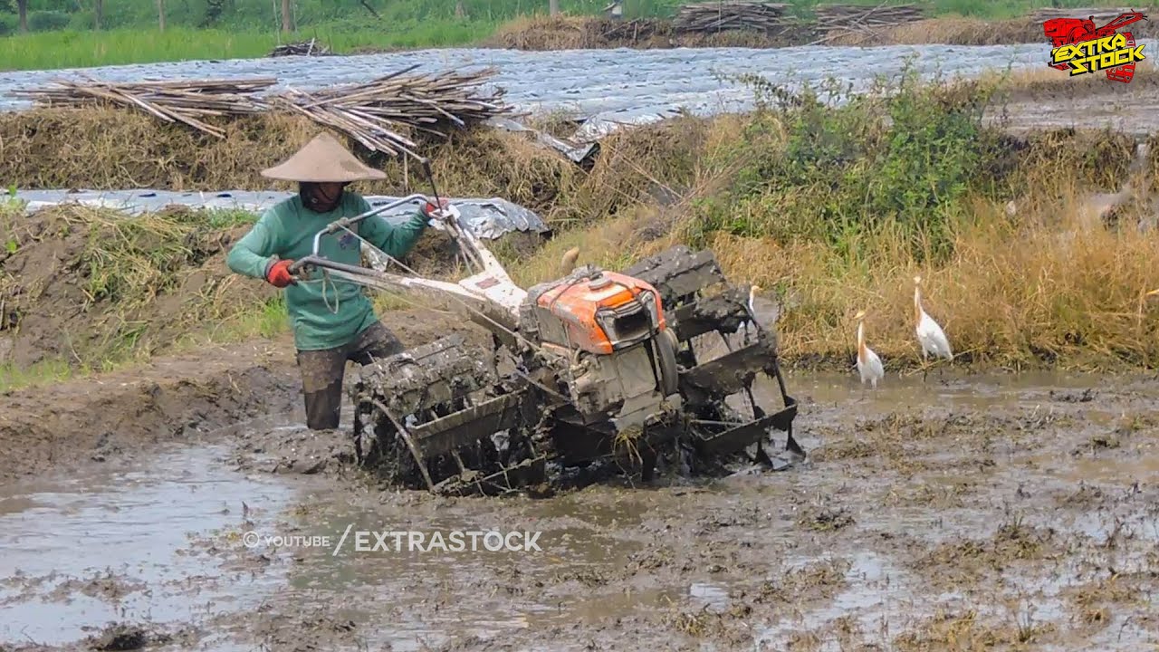 Kerja Keras Joki Muda Traktor Sawah Garap Lahan Dalam Dipenuhi Rumput Kering