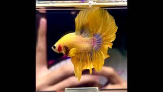 Yellow Betta Fish world record
