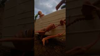 D42 Kei-van maruti suzuki omni #rccar #rccars #rctrack #wp|