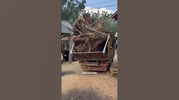 the appearance of giant rosewood tree roots #wood #woodscraft #woodworking