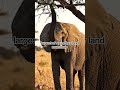 African elephant - intelligence #shorts #shortsvideo