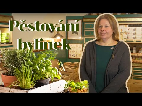 Pěstování bylinek doma
