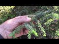 Lets Make Woodland Spruce Tip Tea