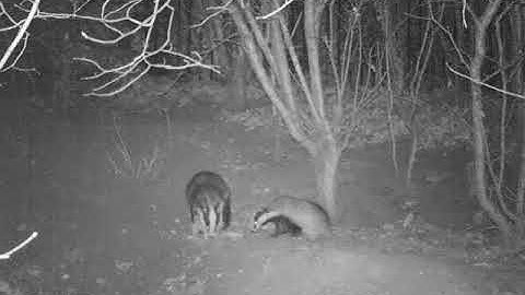 Badgers collecting bedding material
