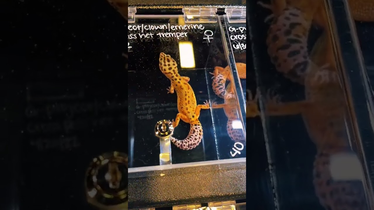 🌾🦎 Chillest Emerine Leopard Gecko 🦎🌾