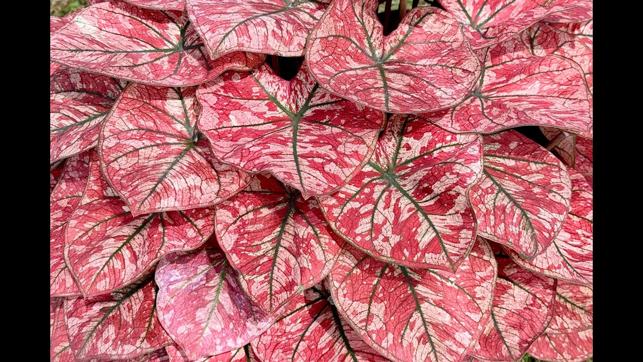 Лучшие каладиумы на выставке в Бангкоке. Декабрь 2025. Часть 1