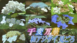 六義園で和アジサイが見頃