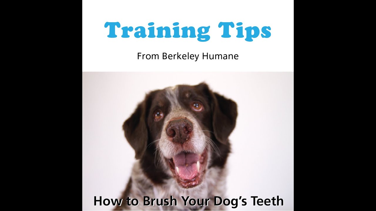 Training Tips How to Brush Your Dog's Teeth YouTube