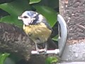 Blue Tit feeding on sunflower seed  in the rain ~ Parus Caeruleus ~ Birds UK