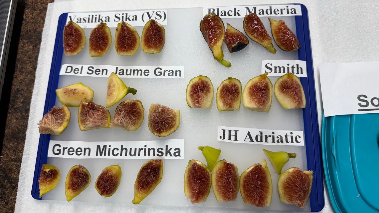 Clash of the Figs August 9th