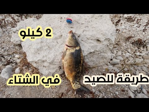 فيديو: كيفية اصطياد مبروك الدوع في الشتاء