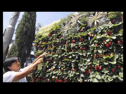 Video: Cultivarea Căpșunilor Pe Verticală