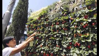 Ideas for vertical strawberry planter Strawberry is one of the popular fruit crops and has many benefits. A lot of people who are 