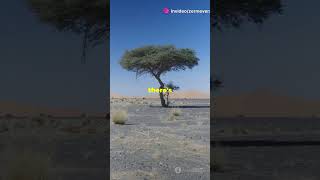 Baobab Trees Natures Water Tanks