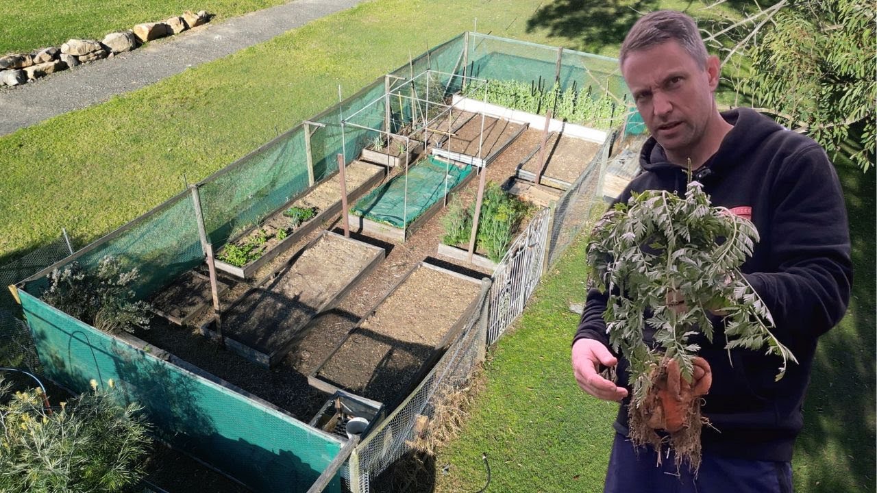 Turf Carrots Rookie Veggie Gardner Produces Mutant Carrots? Turf And Tools Homestead ...