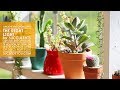 The Right Light for Succulents: Outside, indoors, sunlight, and grow lights